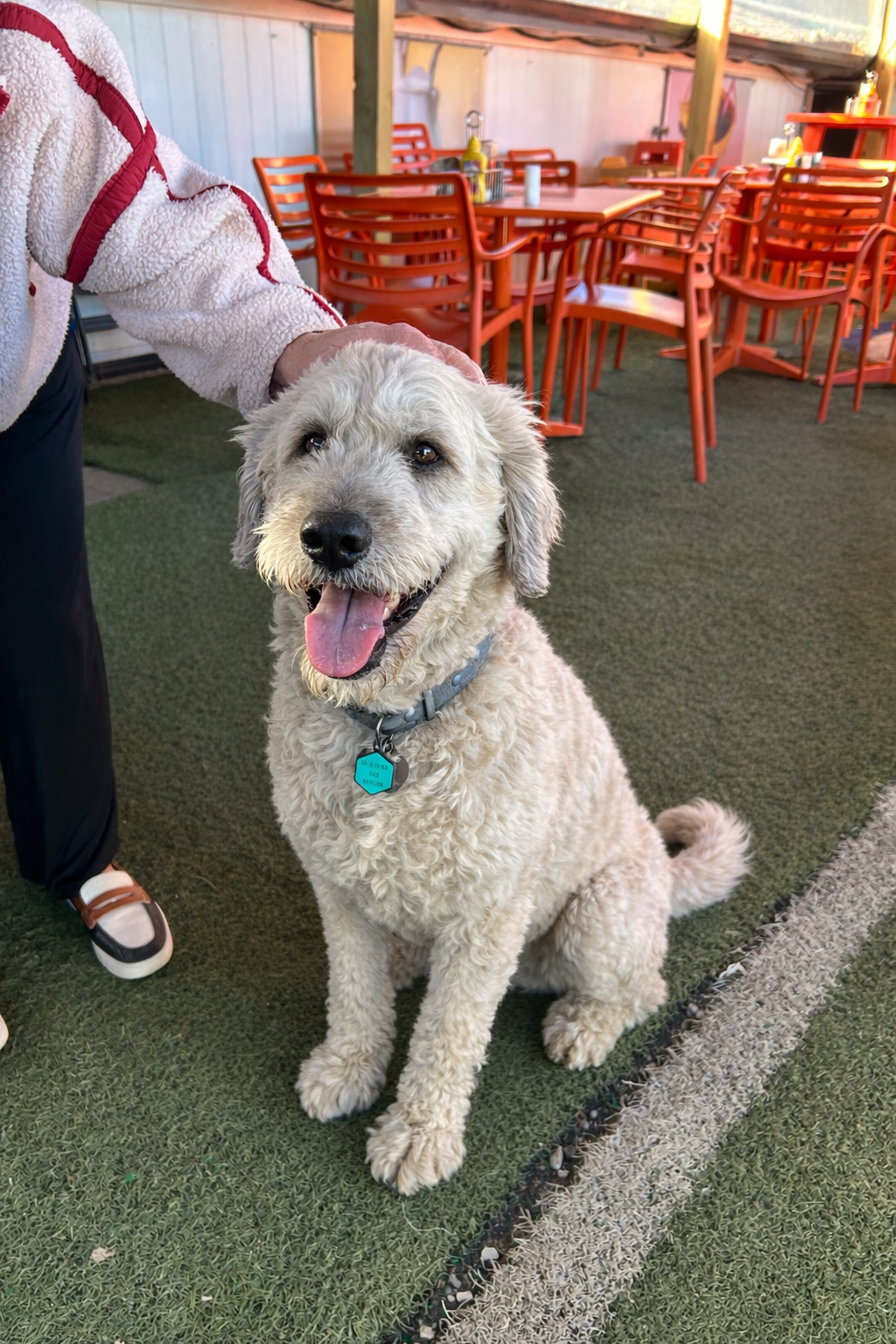 A happy dog relaxing on the patio — a local favorite at The Outpost